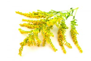 Solidago canadensis Wissenschaft