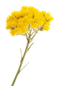 Helicrysum italicum Wissenschaft