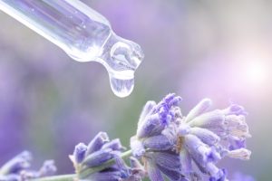 Lavandula angustifolia Wissenschaft