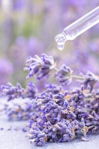 Lavandula angustifolia Wissenschaft