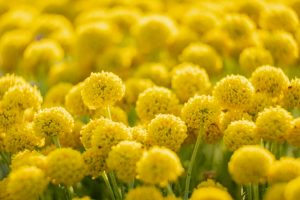 Helichrysum italicum