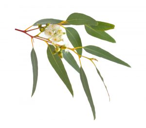 Eucalyptus globulus Wissenschaft